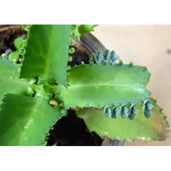 Succulent Plant